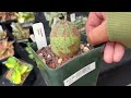 🪴🛒Everything at the 2024 San Francisco Succulent (and Cactus) Expo Show | Plant shopping