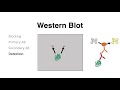 Western Blot / Protein Immunoblot explained