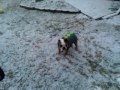 Bulldogs first snow 2010