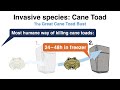 How Australia fights invasive Cane Toads