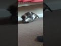 1  minute of kittens fighting ♥❤