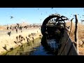 Bush Budgies and Finches Central Australia