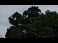 Giant fruit bats descending on a mango tree in Cairns, Australia