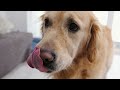8 HOURS of Dog Calming Music For Dogs🐶💖Dog Separation Anxiety Relief🎵💖relax my dog