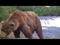 Brown Bear Check The Camera ,Brooks Falls Alaska 6 28 24