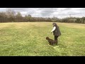 Gundog Training - Recall Practice