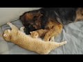 Giant German Shepherd Thinks He's a Kitten