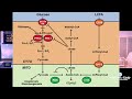 Dangers of Mixing Carbs and Fat | Randle Cycle Discussion - Bart Kay