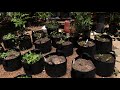 Container Garden Overview, Tips, Methods, DIY