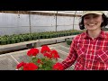 How to Plant Geraniums in Hanging Baskets