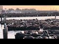 🌊Sea Lions invade San Francisco’s Pier 39 in 2024 🌊