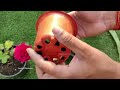 गुलाब की कलम को लगाने का सबसे आसान तरीका 100% रिजल्ट के साथ | Gulab Ki Cutting Kaise Lagate Hain