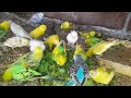 Healthy Mint Treats for Your Beloved Love Birds 🌿 | My Pets My Garden