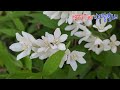 하얀 눈이 내린 것처럼 하얗게 피는 '각시말발도리'~ Japanese snow flower!