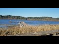 Visiting Grays Harbor National Wildlife Refuge in Hoquiam, WA Filmed 11/17/23 (PROPER REUPLOAD)