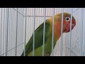 Love birds Fischer singing sounds