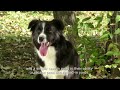 Border Collie Pros and Cons ( You Need To Know )