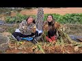 EP.455 Thai Pork Leg Stew with spices, Thai Pork Leg Stew with Rice (Delicious, Melt in the mouth) 