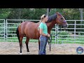 How To Start Liberty Training With Your Horse (Basic Exercises Part 1)