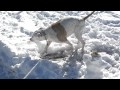 Colorado Bulldog vs Frosty