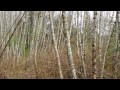 Amazing Branch and Stick Formations in Nature