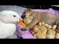 The puppy stole the duckling!The mother duck's reaction embarrassed the puppy.🤣Funny cute animals