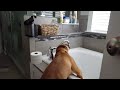 Rescue puppy figures out tub
