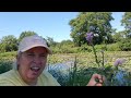 OBEDIENT PLANT