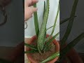 एलो वेरा प्लांट के बारे में संपूर्ण जानकारी विस्तार से/ reporting soilmix/aloevera ki benefits 🪴🙏