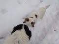 Buster the boer goat buckling plays with Lucy, our border collie