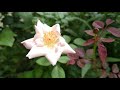 Hariyali garden 2 din pehle ka video 🌵🌱🌴☘️ Mukta ki Duniya 🌱🌱🌱