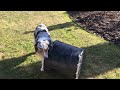 Australian Shepherd with oversize bucket