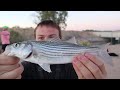 Can I Catch Every Fish in the Desert? (22 Species)