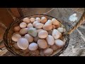 3 Day Egg Collection - Farm chores - Drying Herbs for Roaming Chickens - Partridge, Quail Production