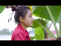 Harvest apple and go to the market sell, take care of garden | Tieu Tam Daily Life