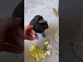 Wild Young Raven Swoops in For Some Pets || ViralHog