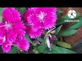 terrace garden flowers