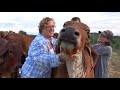 Raising Brahman Cattle with Briles Farm Brahmans (Meet My Neighbor)