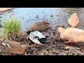 The happiest of quackers in the largest of puddles