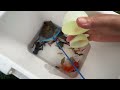 Amazing Catch Colorful Tiny Ornamental Turtles, Butterfly Fish, Zebrafish, Koi, Catfish, Ranchu Fish