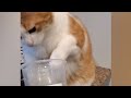 Смешные и такие любимые  животные 🥰👻🥰 Funny and such cute animals🐶🐈🐰🐧🥰😀