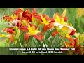 15 BEST Longest Blooming Perennials | Non-Stop Flowering Perennials For Low Maintenance Landscaping