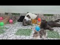 You Laugh You Lose😹Funniest Dogs and Cats 2024😻🐶