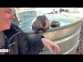 Rescue beaver builds dam with stuffed toys