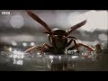 Best Of Ants | BBC Earth