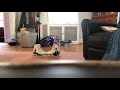 Trying STOP-MOTION with my NEW SKATES