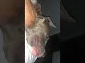 Pit bull snoring and shaking