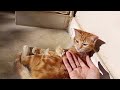 Funny Crazy Kittens || Playful kittens || Catsworldshabeenkhan