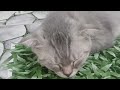 You Laugh You Lose😹Funniest Dogs and Cats 2024😻🐶