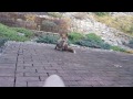 Hand feeding a wild Fox